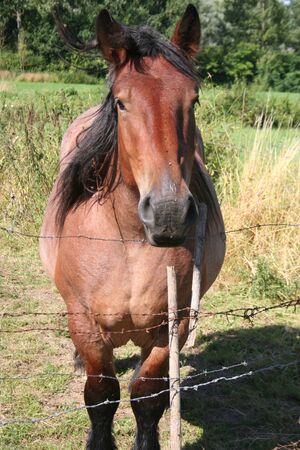 horseの写真素材