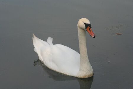 swanの写真素材