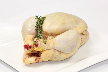 chickenの写真素材