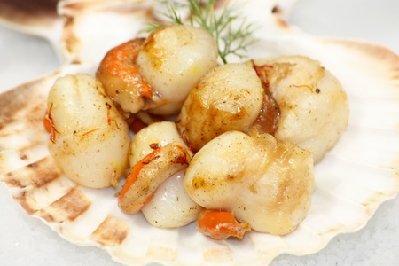 scallopの写真素材