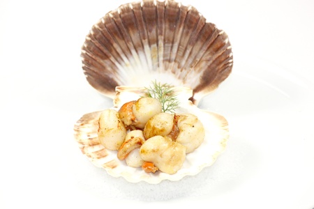 scallopの写真素材