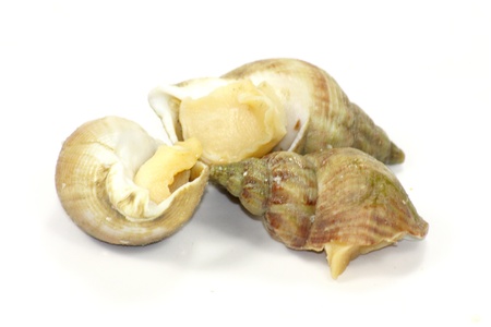 whelk