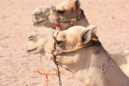 Dromedary or Arabian Camelの写真素材