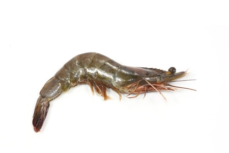 shrimpの写真素材