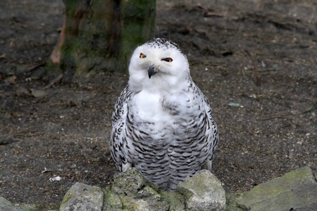 owl