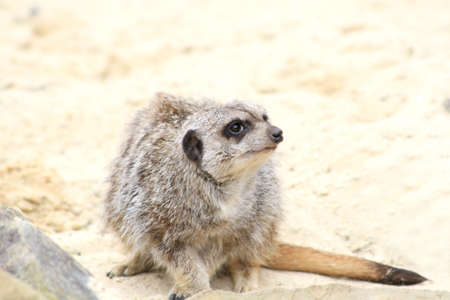 suricate