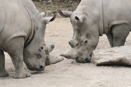 rhinocérosの写真素材