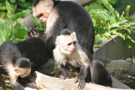 capuchinの写真素材