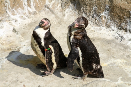 penguinの写真素材