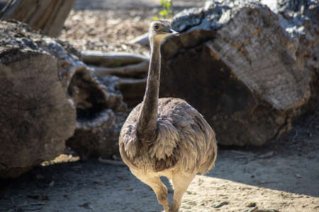 emu in an animal parkの写真素材