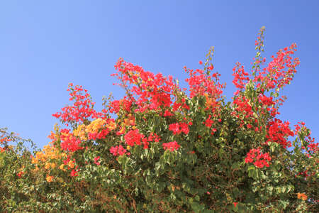 pretty azalea under a blue sky