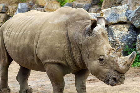 rhino standing in animal park