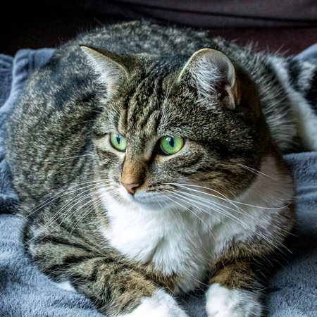 cat lying on an armchair looking to the sideの写真素材