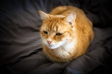 tabby cat lying on a blanketの写真素材