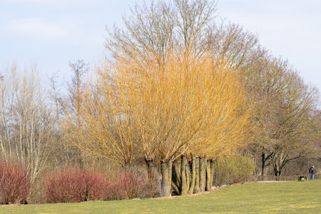 tree-lined alley in a park in winter