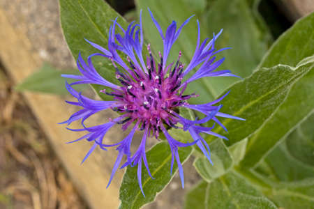 Star thistle centaureas spiky purple flower
