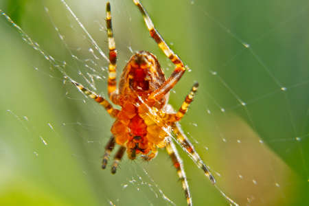 spider on its web close-upの写真素材