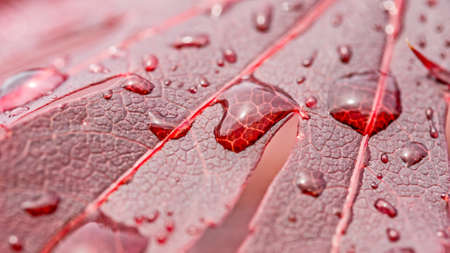 several drops of water on a red leafの写真素材