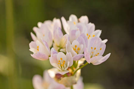 small white flowers (rosygarlic) in close upの写真素材