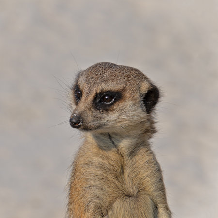 portrait of a meerkat in a parkの写真素材