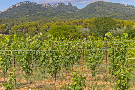 vineyard landscape with the CÃ©vennes mountainsの写真素材