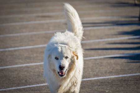 Patou dog coming to camera