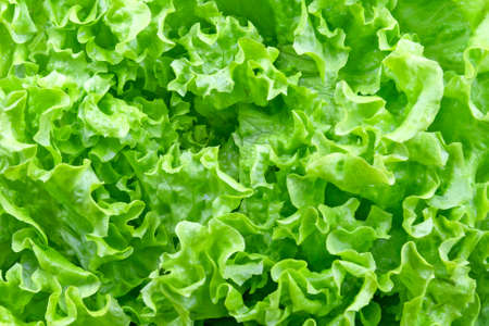 close up of fresh lettuce leavesの写真素材
