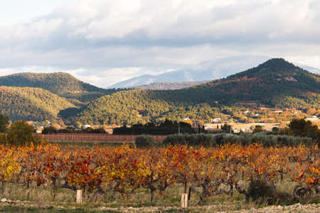 vineyard landscape in autumn, rural landscapeの写真素材