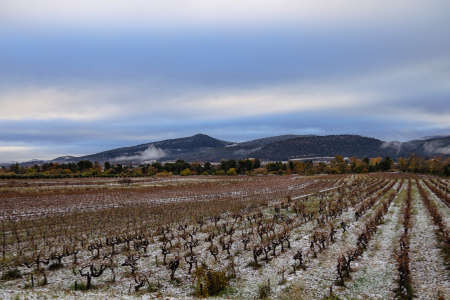 vineyard landscape, rural landscapeの写真素材