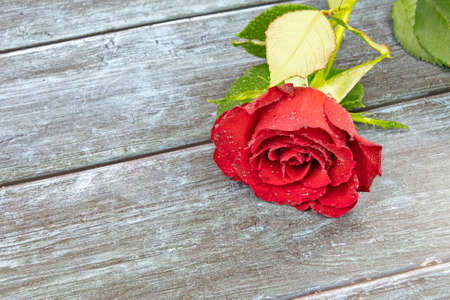 red rose close-up on a wooden backgroundの写真素材