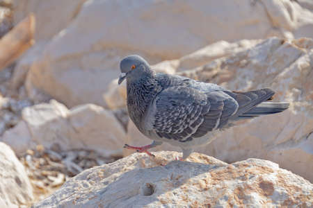 close-up pigeon on rocksの写真素材