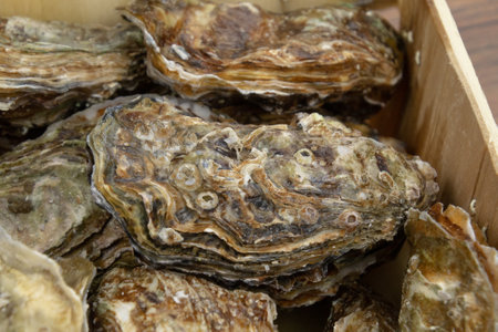 close up of fresh oysters in a hamperの写真素材