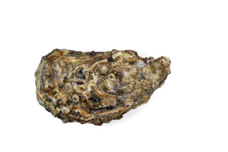a closed oyster isolated on a white backgroundの写真素材