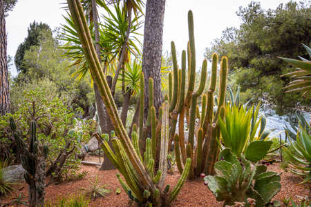 Gardens of Saint-Martin in the Principality of Monacoの写真素材