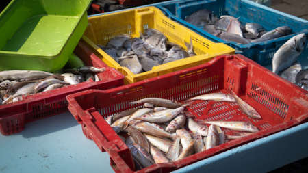 fresh fish at the marketの写真素材