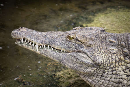 crocodile in the zooの写真素材