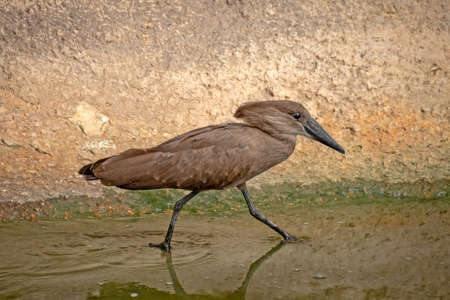 african umbrella by the waterの写真素材