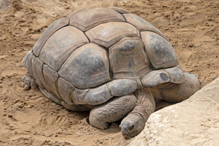 big turtle in the sand