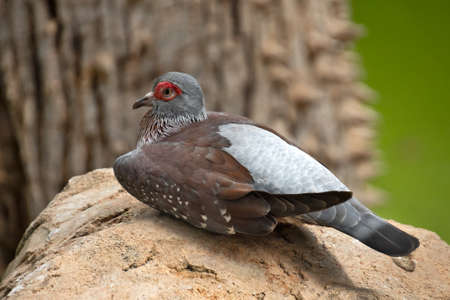 guinea dove resting on a stone
