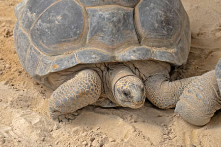 big turtle in the sandの写真素材