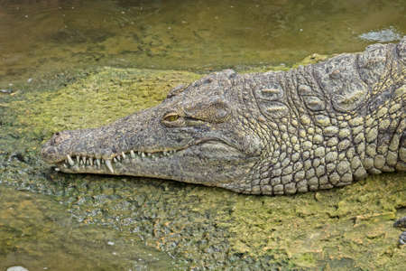 a crocodiles in the zoo