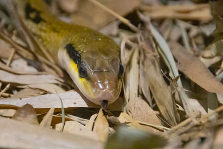 portrait of a yellow anaconda snake