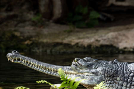 portrait of a Ganges gharial crocodileの写真素材