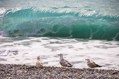 several seagulls on the edge of the beachの写真素材