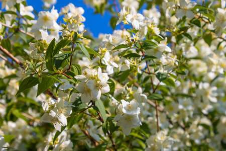 White jasmine close up in a gardenの写真素材