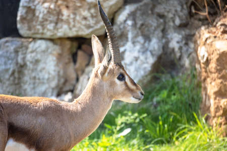 antelope in its enclosure in a zooの写真素材