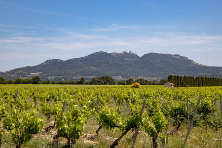 view of flowering vines in Franceの写真素材