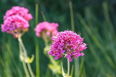 Red centranthus close up in a gardenの写真素材