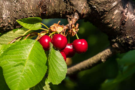 close up of ripe cherries on a tree branch