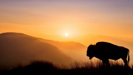 Silhouette of a bison at sunset in the mountains.の素材